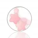 Sugar Stars Candy Rose Nr:01